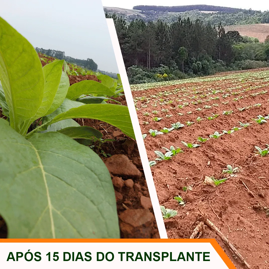 Após 15 dias do transplante