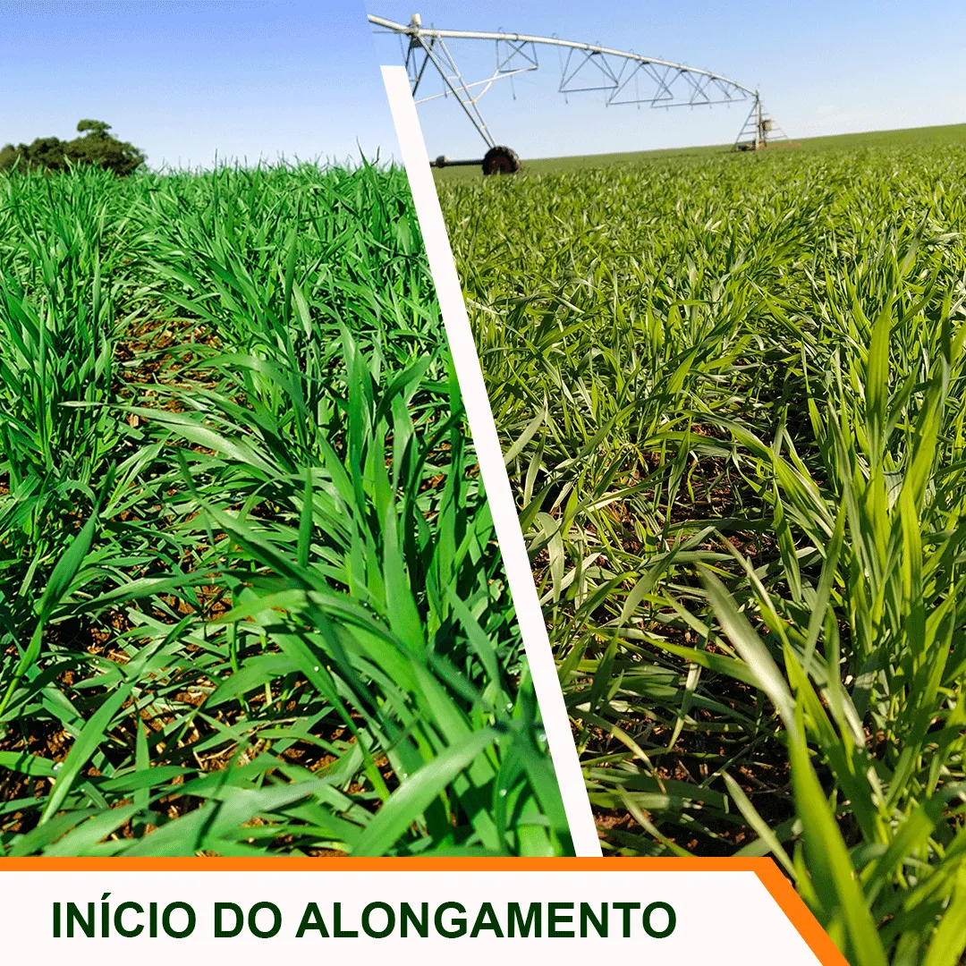 Início do Alongamento