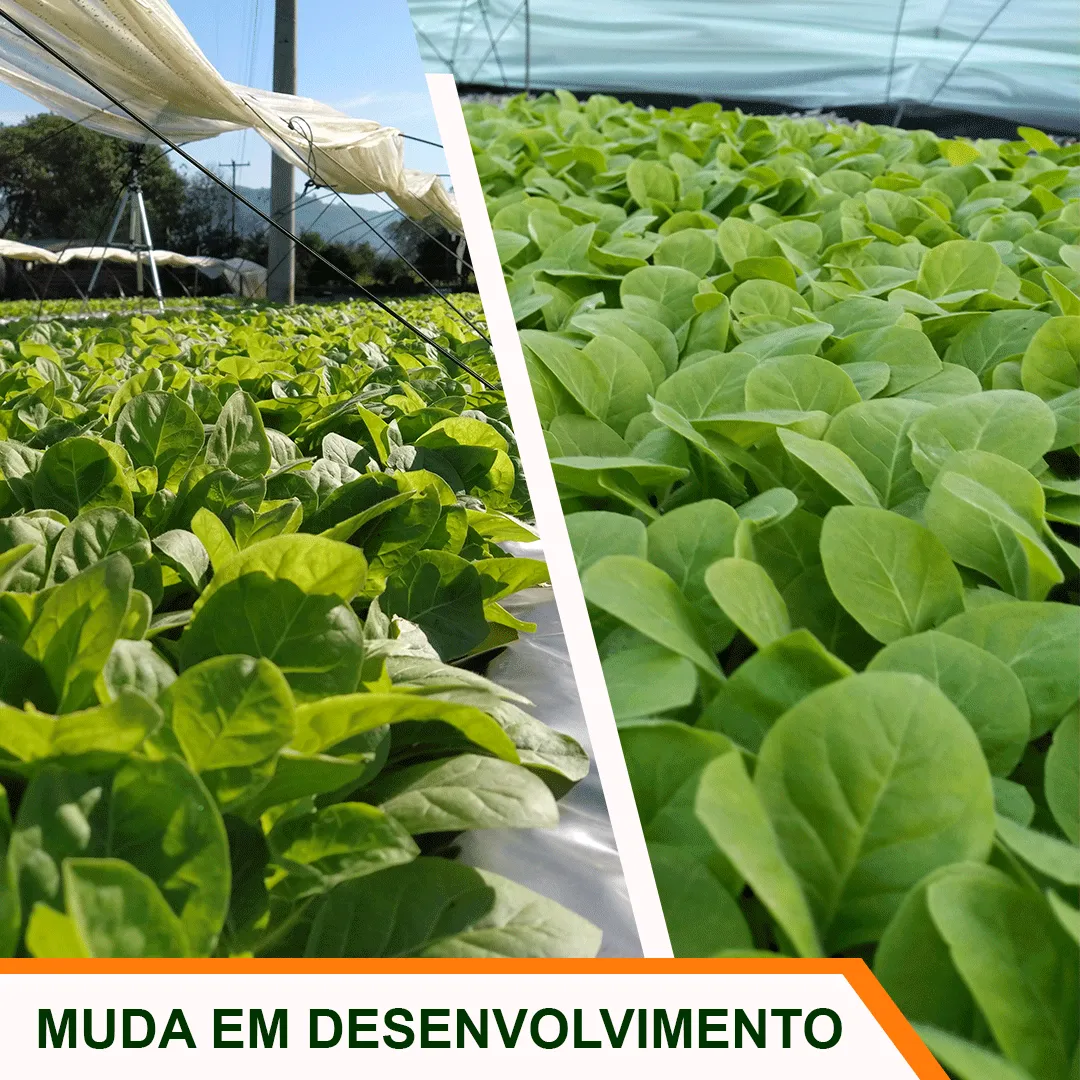 Muda em desenvolvimento