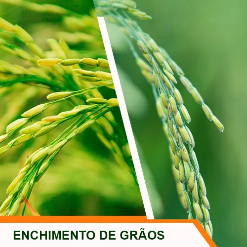 Enchimento de grãos