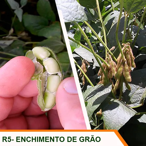 R5 - Enchimento de grão