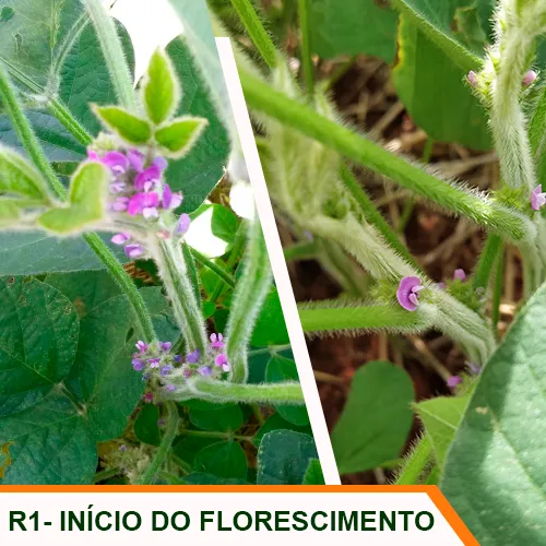 R1 - Início do Florescimento