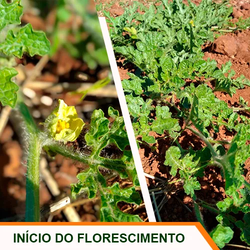 Início do Florescimento