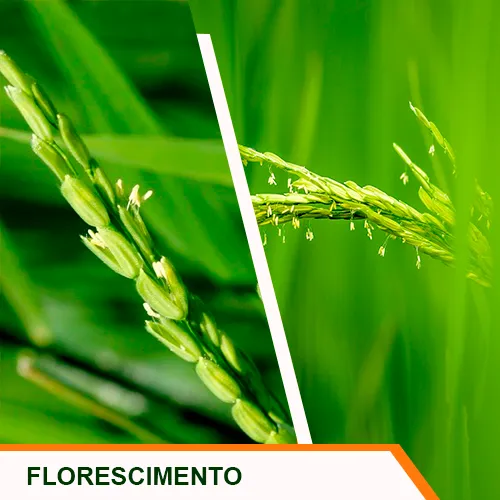 Início do Florescimento