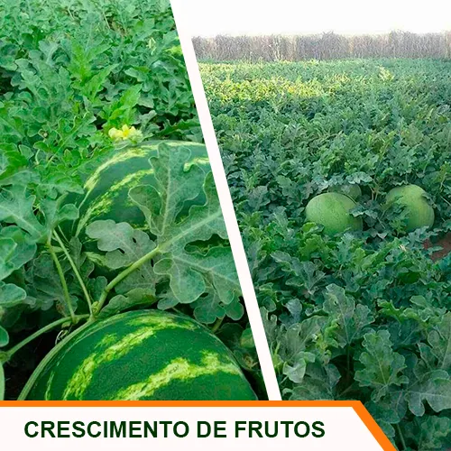 Crescimento de Frutos