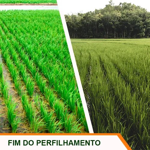 Fim do Perfilhamento