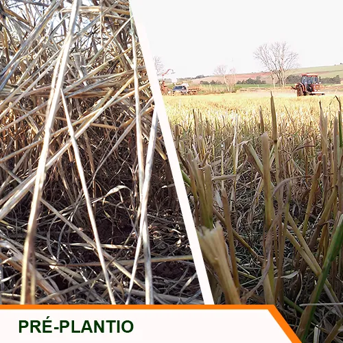 Pré-plantio