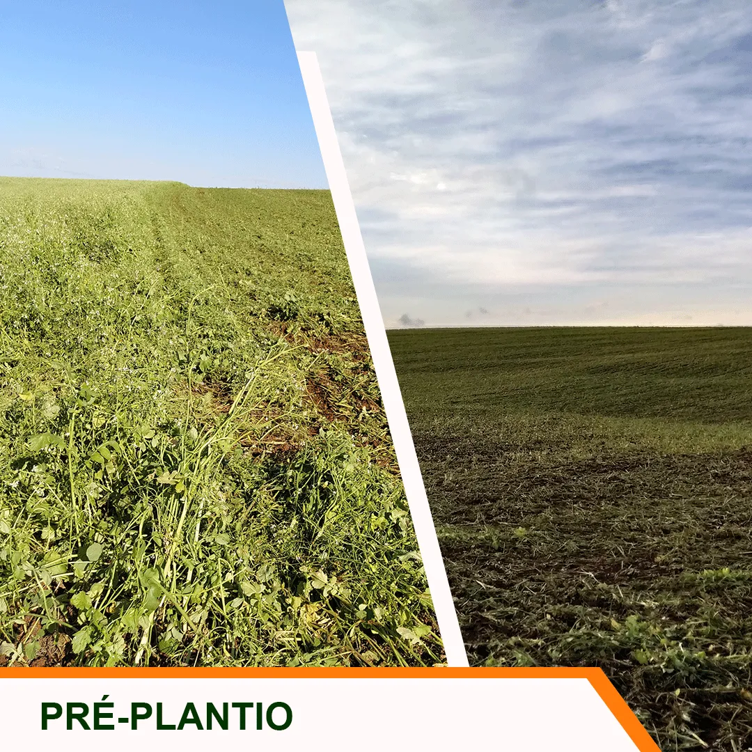 Pré-plantio