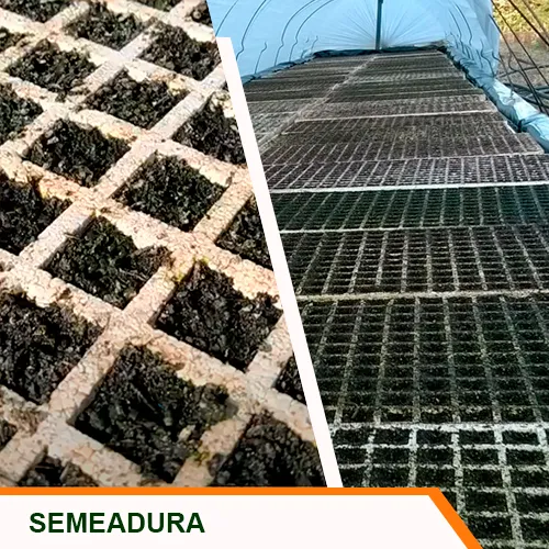 Semeadura